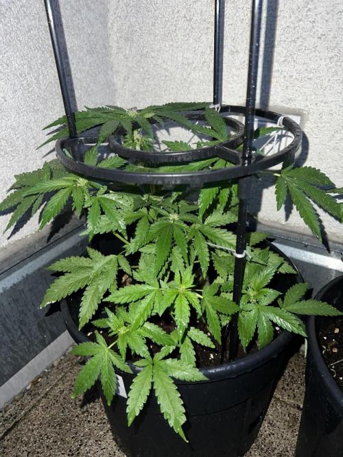 Outdoor 2026. Week 7