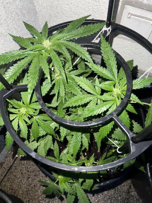 Outdoor 2026. Week 7