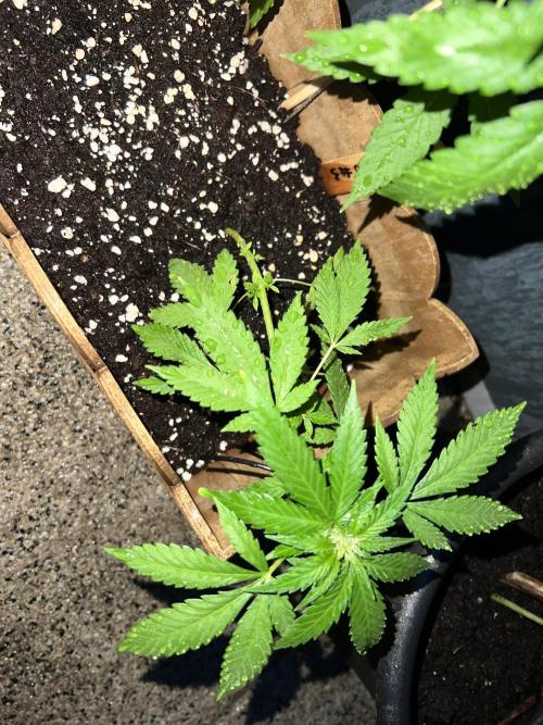 Apricot Auto. Week 7