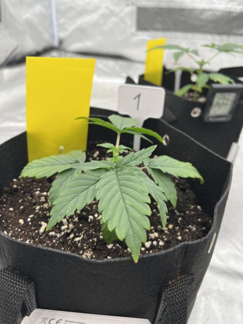 First Grow #1. Week 3