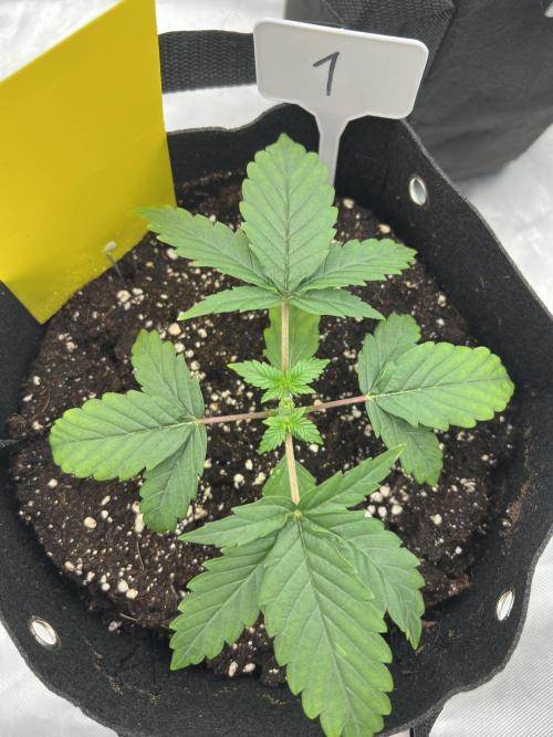 First Grow #1. Week 3
