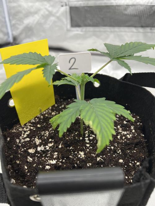 First Grow #1. Week 3