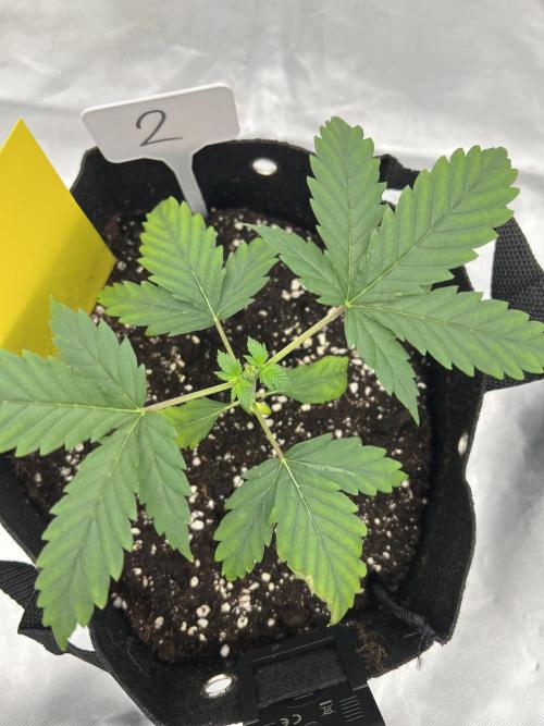 First Grow #1. Week 3