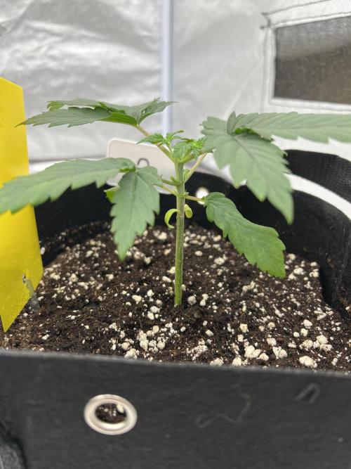 First Grow #1. Week 3