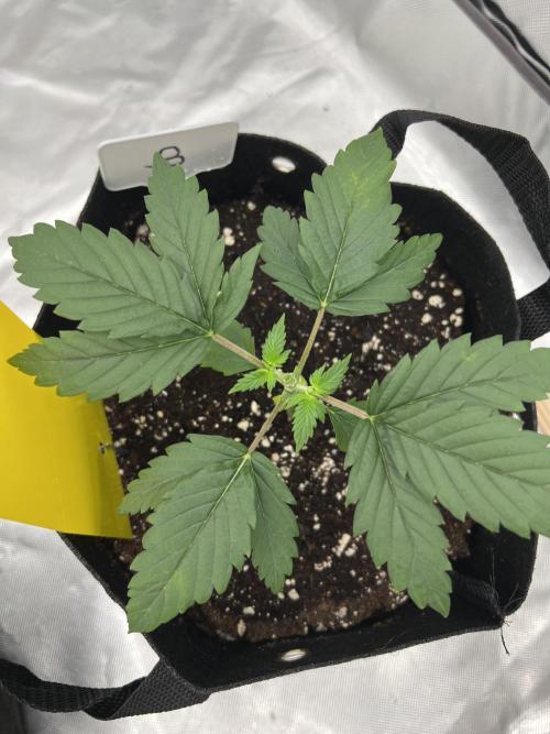 First Grow #1. Week 3