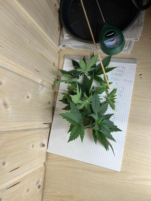 First Grow #1. Week 3