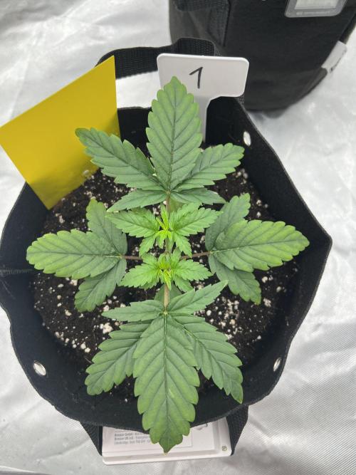 First Grow #1. Week 3
