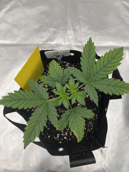 First Grow #1. Week 3