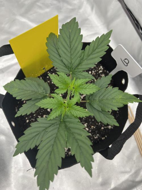 First Grow #1. Week 3