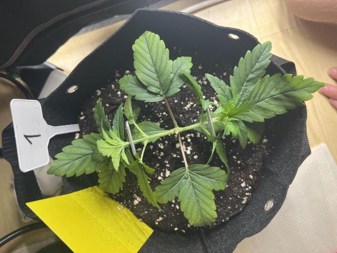 First Grow #1. Week 3