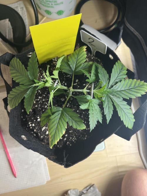 First Grow #1. Week 3