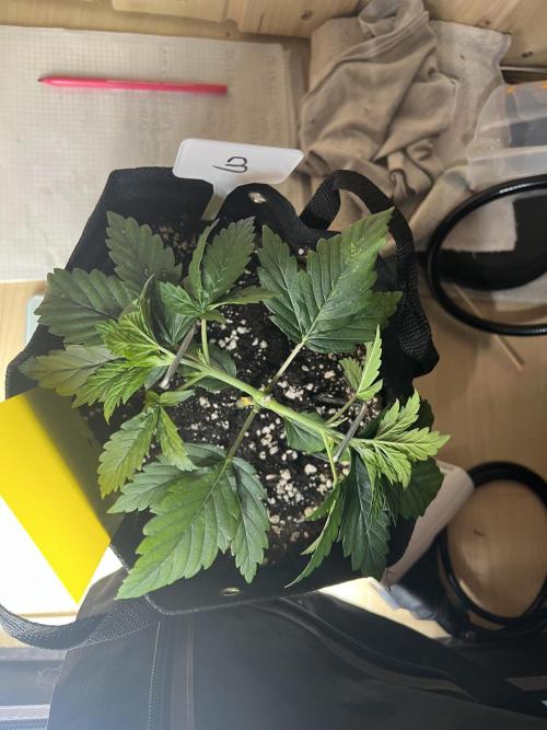 First Grow #1. Week 3