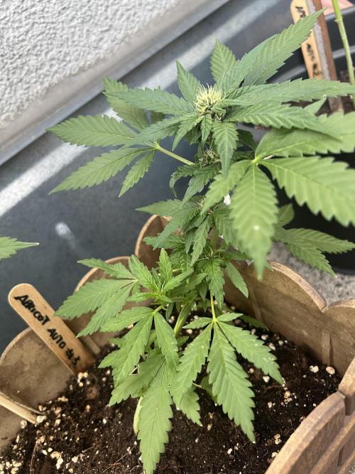 Outdoor 2026. Week 8