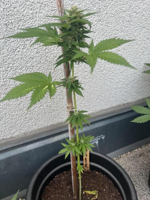 Outdoor 2026. Week 8