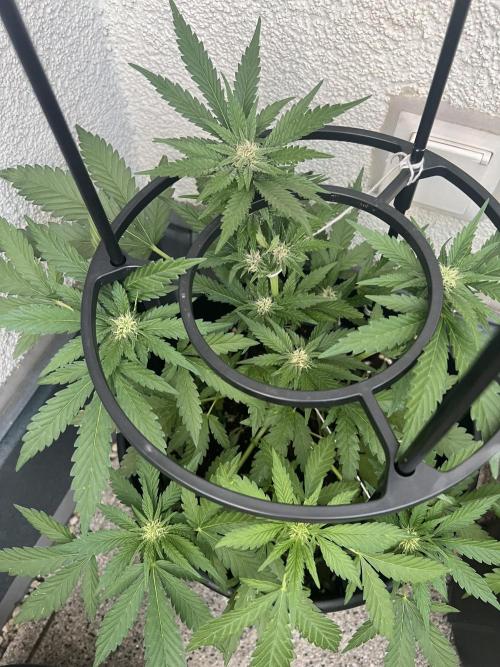 Outdoor 2026. Week 8