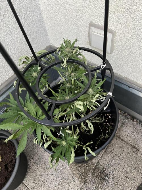 Outdoor 2026. Week 8