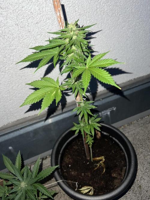 Outdoor 2026. Week 8