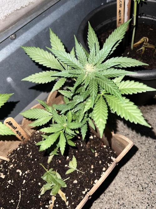Outdoor 2026. Week 8