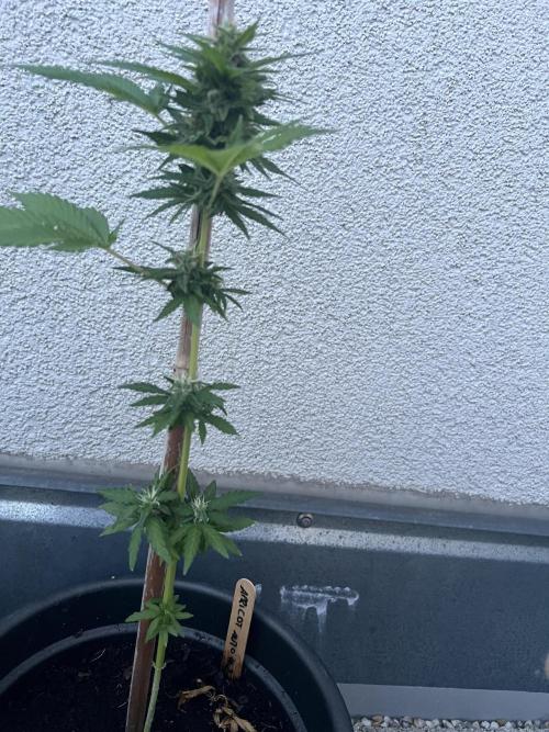 Outdoor 2026. Week 8