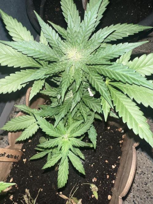 Outdoor 2026. Week 8