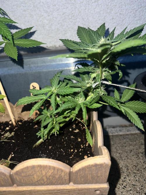 Outdoor 2026. Week 8