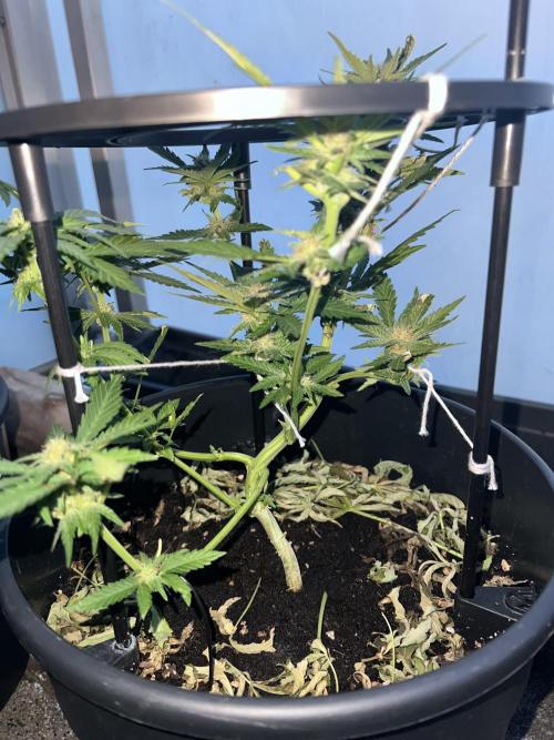 Outdoor 2026. Week 8