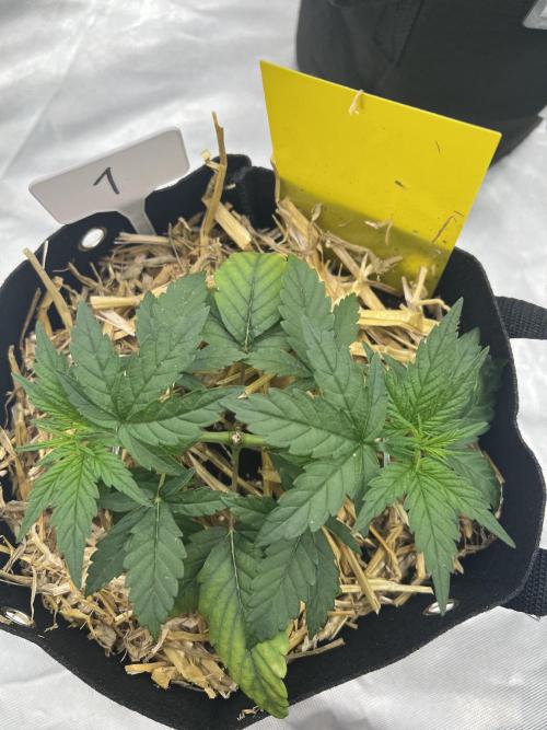 First Grow #1. Week 4
