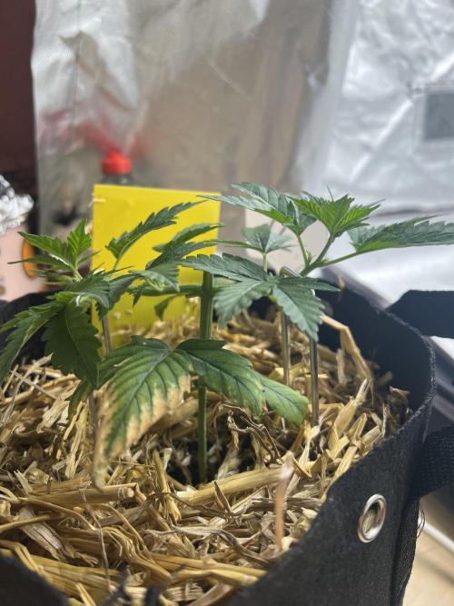 First Grow #1. Week 4