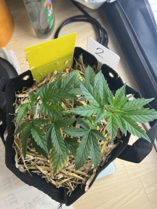 First Grow #1. Week 4
