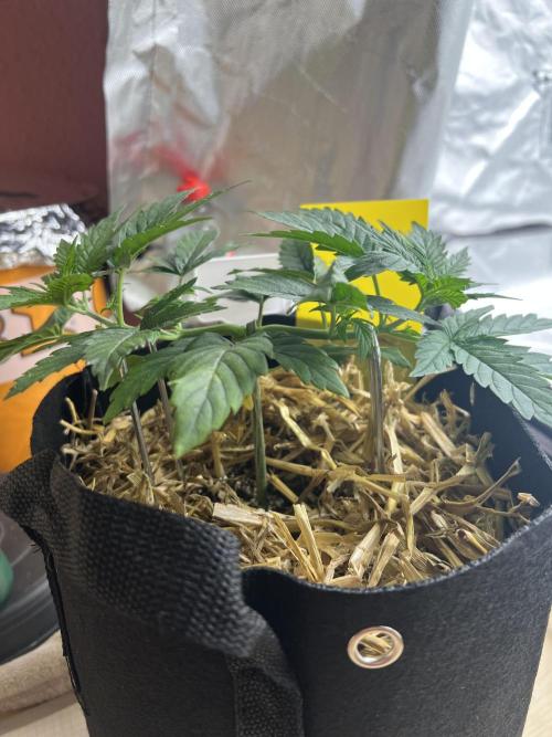First Grow #1. Week 4