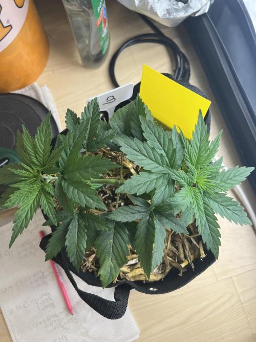 First Grow #1. Week 4