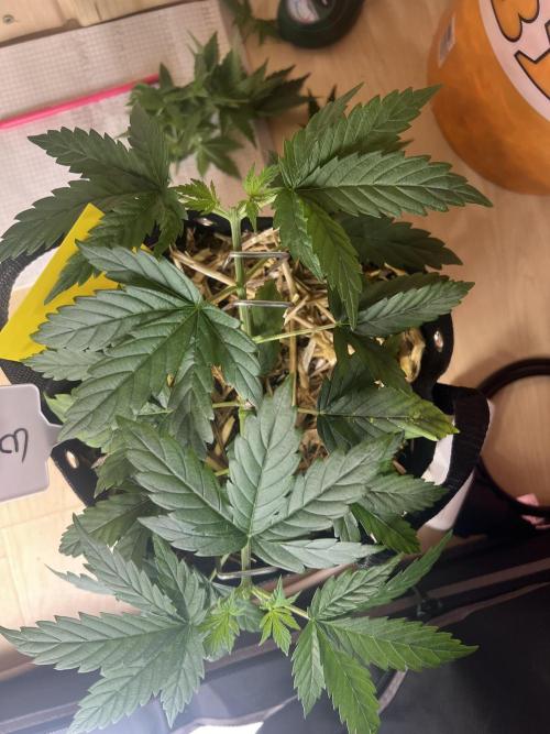 First Grow #1. Week 4