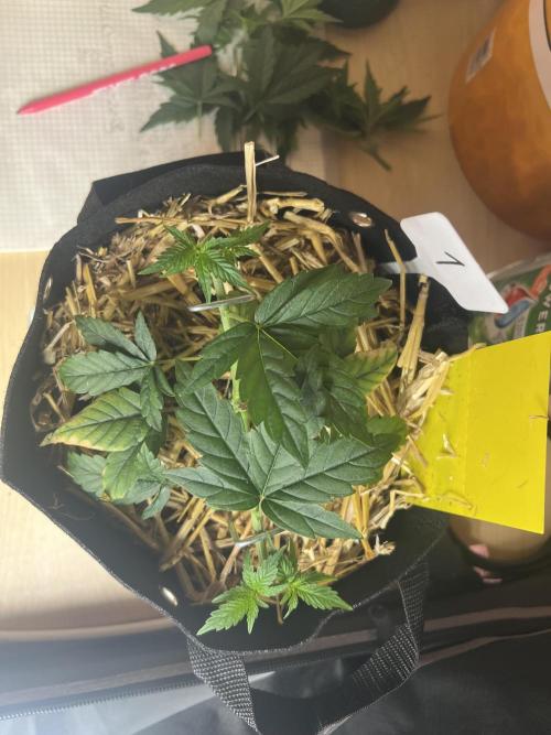 First Grow #1. Week 4