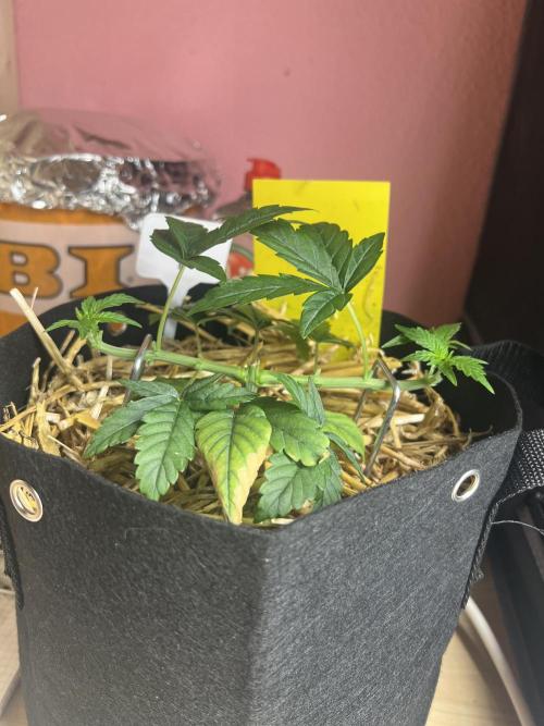First Grow #1. Week 4
