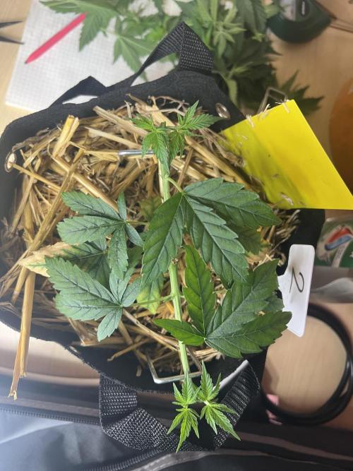 First Grow #1. Week 4