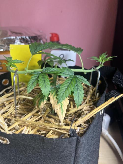 First Grow #1. Week 4
