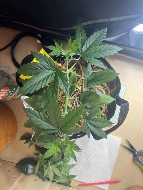 First Grow #1. Week 4