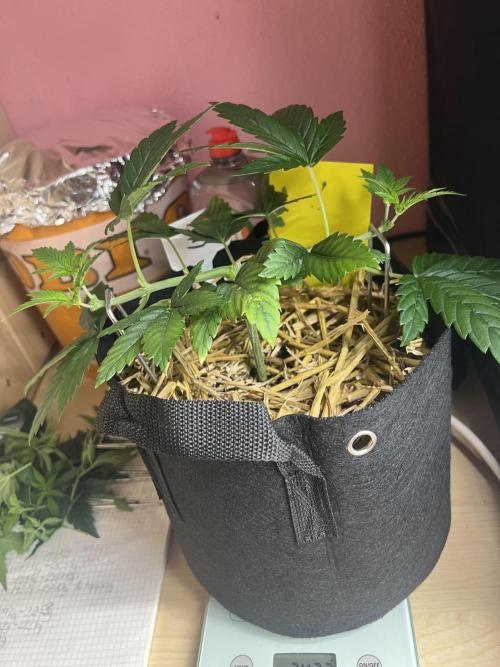 First Grow #1. Week 4