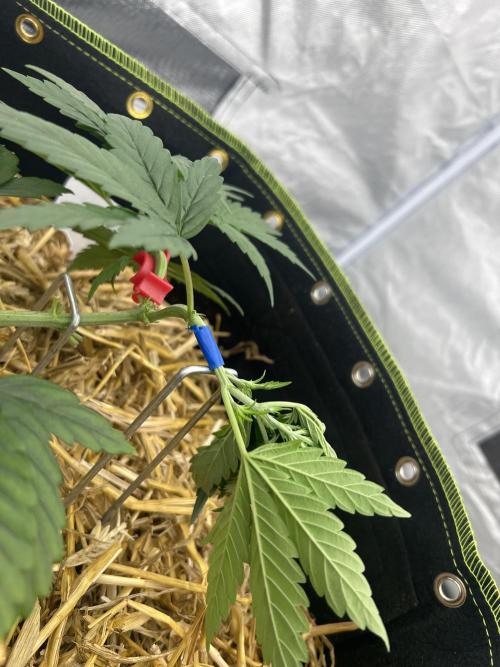 ElCapo420