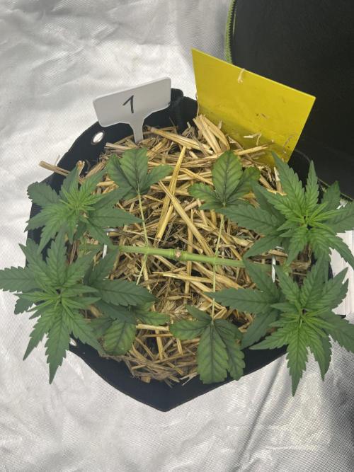 First Grow #1. Week 5