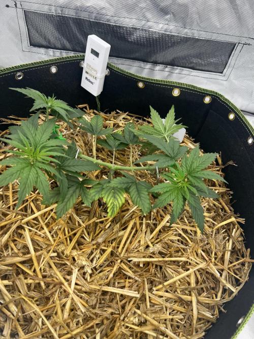 First Grow #1. Week 5