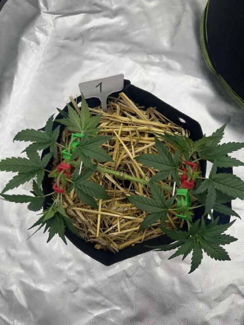 First Grow #1. Week 5