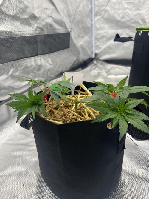 First Grow #1. Week 5