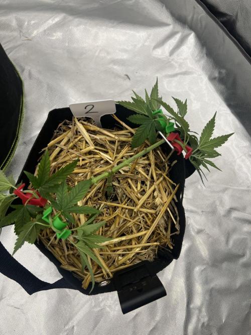 First Grow #1. Week 5