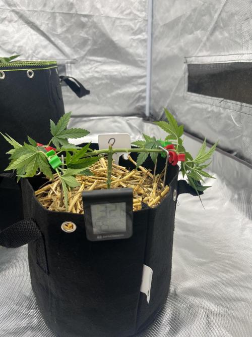 First Grow #1. Week 5