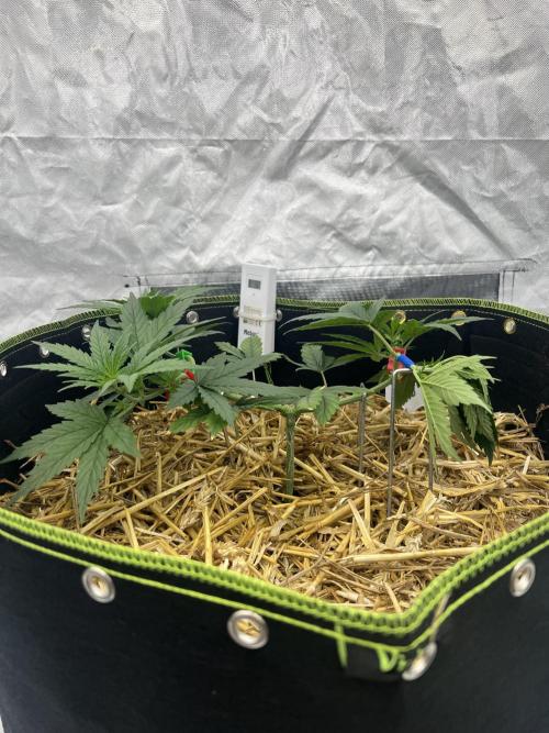 First Grow #1. Week 5