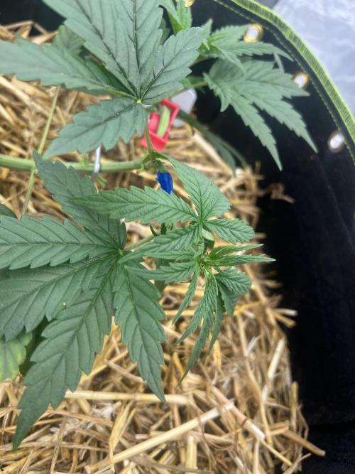 First Grow #1. Week 5