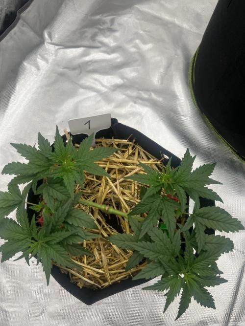 First Grow #1. Week 5