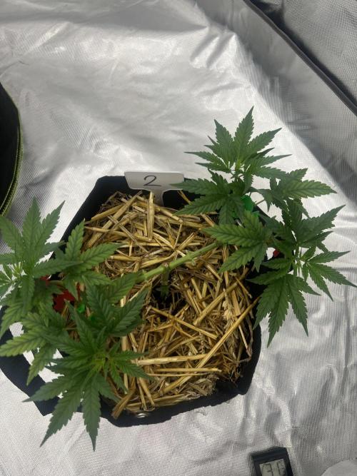 First Grow #1. Week 5