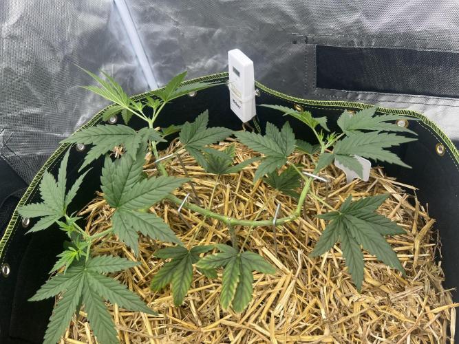 First Grow #1. Week 5